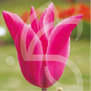 Tulipe Fleur de Lys Jazz