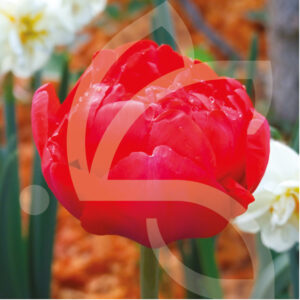 Tulipe Double tardive Miranda