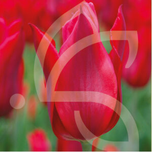Tulipe Fleur de Lys Pieter de Leur