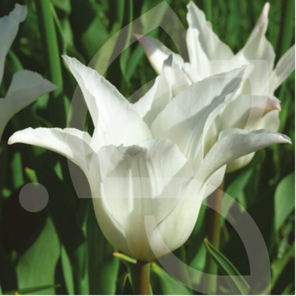 Tulipe Fleur de Lys Très Chic