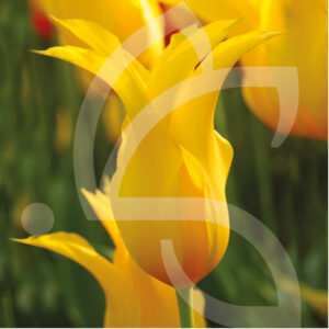 Tulipe Fleur de Lys Wespoint