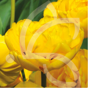Tulipe Double Tardive Yellow Pomponette