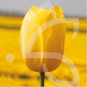 Tulipe Simple Tardive Big Smile
