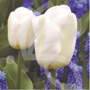 Tulipe Calgary