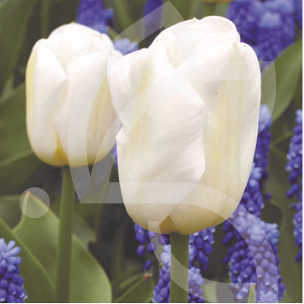 Tulipe Calgary