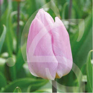 Tulipe Simple Hative Candy Prince