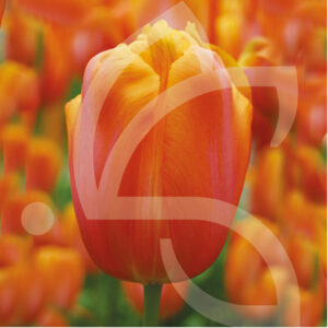 Tulipe Simple Tardive Dordogne