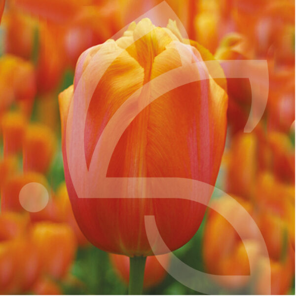 Tulipe Simple Tardive Dordogne