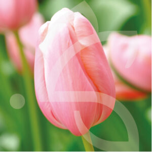 Tulipe Simple Tardive Menton