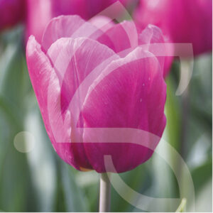 Tulipe Simple Hative Purple Prince