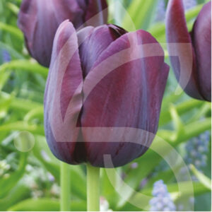 Tulipe Simple Tardive Quenn Of Night
