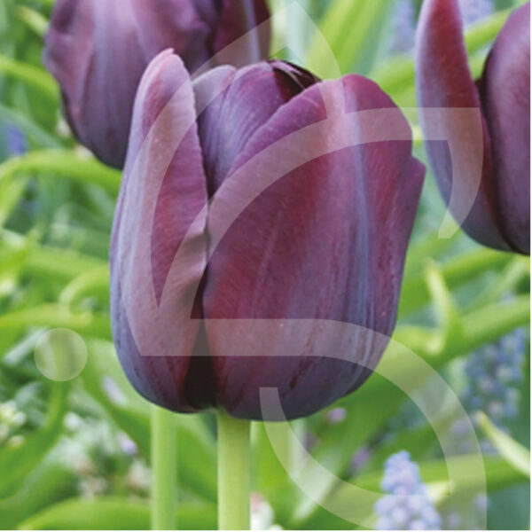 Tulipe Simple Tardive Quenn Of Night