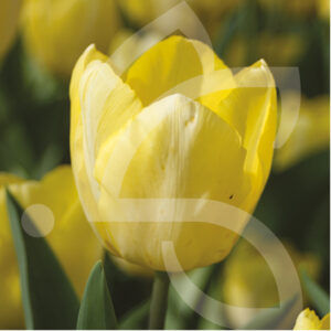 Tulipe Simple Hative Sunny Prince