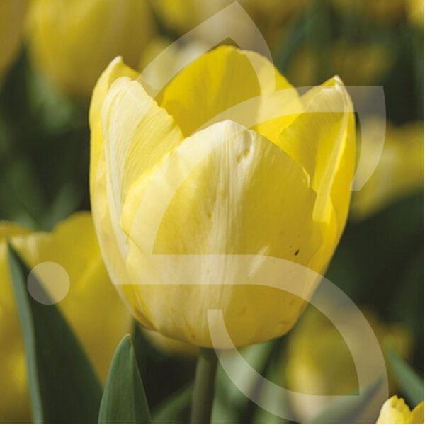 Tulipe Simple Hative Sunny Prince