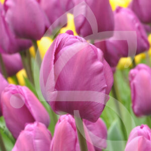 Tulipe triomphe Negrita