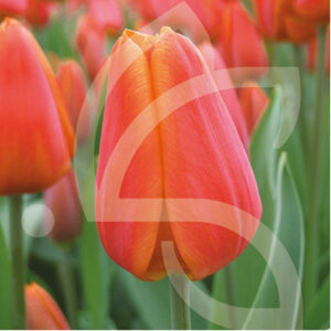 Tulipe Triomphe Orange Cassini