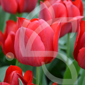 Tulipe Triomphe Pallada