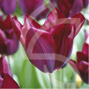 Tulipe Triomphe Ronaldo