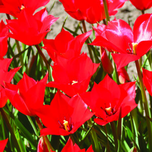 Tulipe