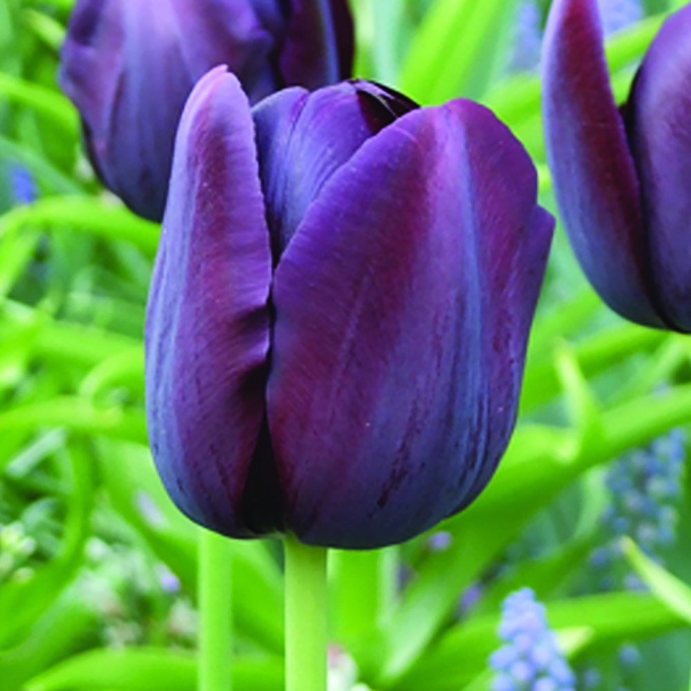 Tulipe Simple Tardive Quenn Of Night - NOVA-FLORE