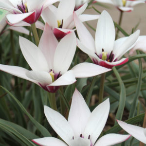 TULIPE BOTANIQUE CLUSIANA PEPPERMINT STICK