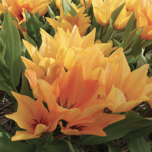 TULIPE BOTANIQUE PRAESTANS SHOGUN
