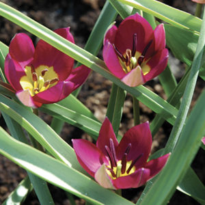 TULIPE BOTANIQUE PULCHELLA PERSIAN PEARL
