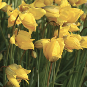 TULIPE BOTANIQUE SYLVESTRIS