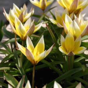 TULIPE BOTANIQUE TARDA