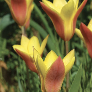 TULIPE CHRYSANTHA CHRYSANTHA