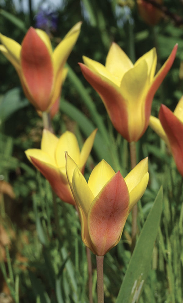 TULIPE CHRYSANTHA CHRYSANTHA