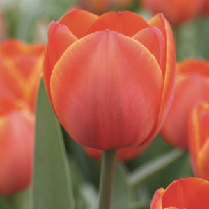 TULIPE DARWIN HYBRIDE ADREM
