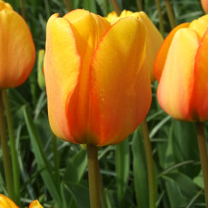 TULIPE DARWIN HYBRIDE BLUSHING APELDOORN