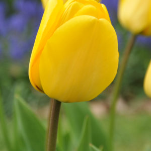 TULIPE DARWIN HYBRIDE GOLDEN APELDOORN