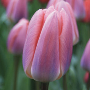 TULIPE DARWIN HYBRIDE LIGHT AND DREAMY
