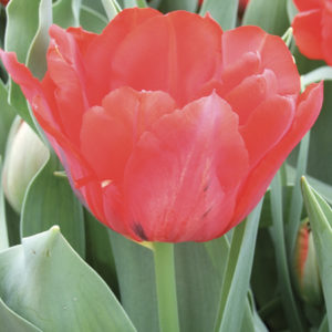 TULIPE DOUBLE HATIVE ABBA