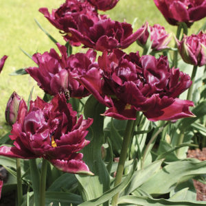 TULIPE DOUBLE HATIVE DAVID TENIERS