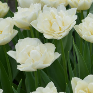 TULIPE DOUBLE HATIVE MONDIAL