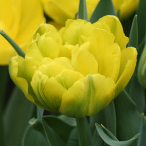 TULIPE DOUBLE HATIVE MONTE CARLO