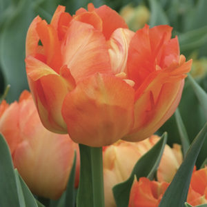 TULIPE DOUBLE HATIVE MONTE ORANGE