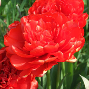 TULIPE DOUBLE TARDIVE MIRANDA