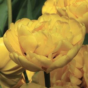 TULIPE DOUBLE TARDIVE YELLOW POMPONETTE