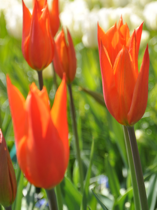 Tulipe Fleur de Lys Ballerina - NOVA-FLORE