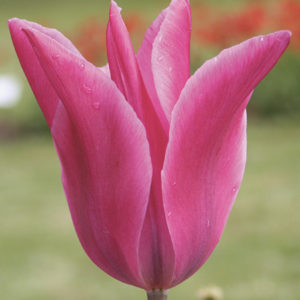 TULIPE FLEUR DE LYS JAZZ