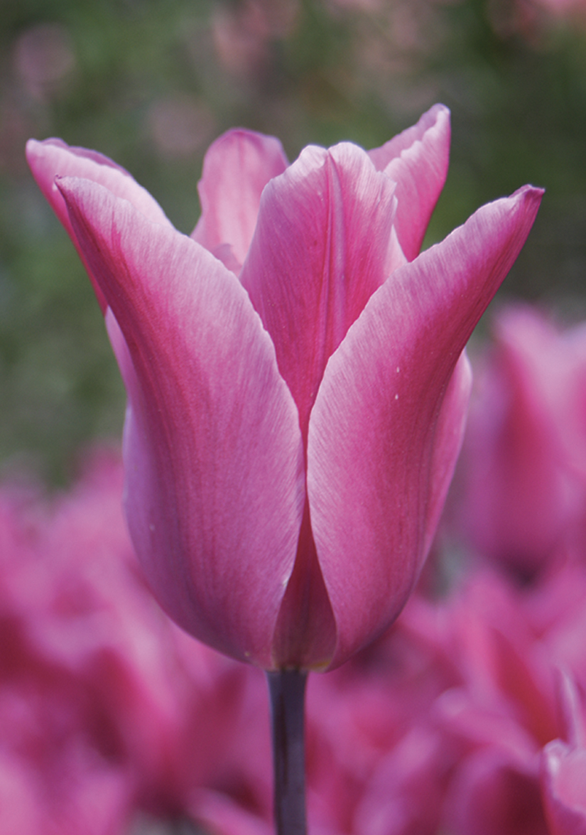 Tulipe Fleur de Lys Purple Dream - NOVA-FLORE