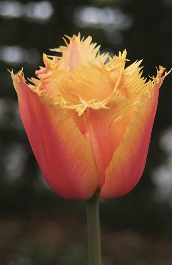 TULIPE FRANGEE LAMBADA