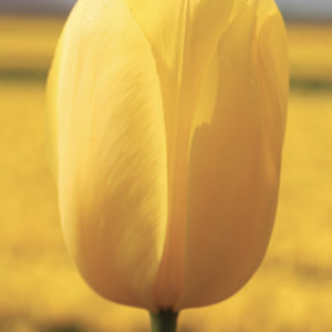 TULIPE SIMPLE TARDIVE BIG SMILE
