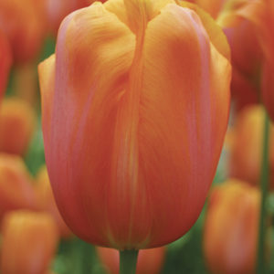 TULIPE SIMPLE TARDIVE DORDOGNE