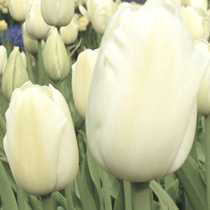 TULIPE SIMPLE TARDIVE MAUREEN
