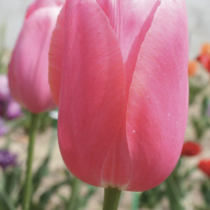 TULIPE SIMPLE TARDIVE MENTON